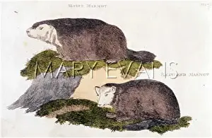 Marmot: MARMOTS