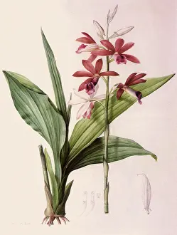 Orchid: Maroon and White Orchid
