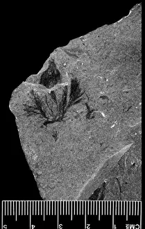 Kenrick: Marpolia spissa, fossilised algae