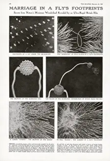 Microscope: Marriage in a Fly's Footprint