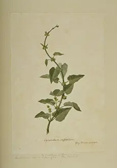 Gentianales: Marsdenia mollissima