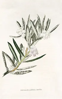 Ericaceae: Marsh Andromeda