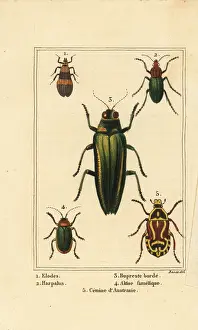 Insectes: Marsh beetle, jewel beetle, rose chafer, etc