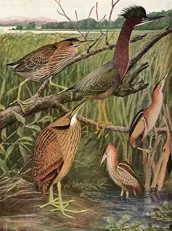 Storks: Marsh Birds