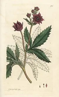 Palustre: Marsh cinquefoil, Comarum palustre