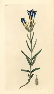 Gentian: Marsh gentian or Calathian violet, Gentiana pneumonanthe