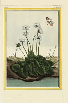 Palustris: Marsh grass of Parnassus or bog-star, Parnassia palustris