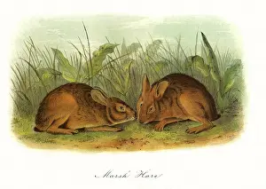Amid: Marsh Hares