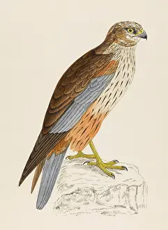 Aeruginosus: MARSH HARRIER (MORRIS)