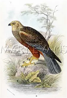 Aeruginosus: MARSH HARRIER (SHARPE)