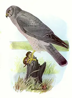 Claws: Marsh Hawk