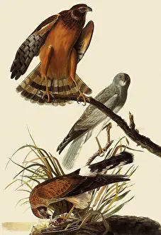 Spreading: Marsh Hawks