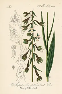 Palustris: Marsh helleborine, Epipactis palustris