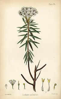 Homeopathy: Marsh Labrador tea or wild rosemary, Rhododendron tomentosum