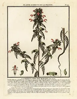 Colour Printing: Marsh lousewort, Pedicularis palustris