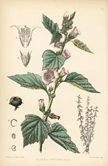 Mallow: Marsh mallow, Althaea officinalis