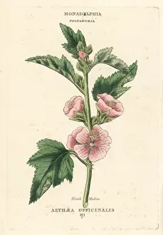Mallow: Marsh mallow, Althaea officinalis