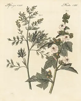 F. Gotz: Marsh mallow and wormwood