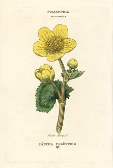 Caltha: Marsh marigold, Caltha palustris