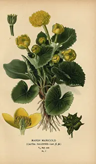 Palustris: Marsh marigold, Caltha palustris