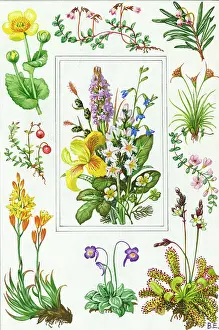 Crowfoot: marsh marigold, cranberry, bog asphodel etc