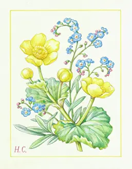 Nots: Marsh marigold and forget-me-nots