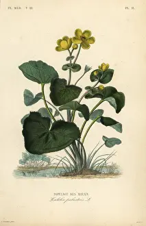Regne: Marsh marigold or kingcup, Caltha palustris