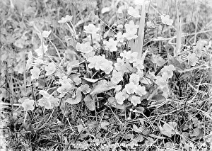 Palustris: Marsh Marigolds (Caltha Palustris)