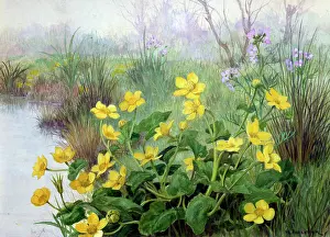 Riverbanks: Marsh Marigolds (King Cups) by water