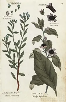Nightshade: Marsh rosemary and deadly nightshade