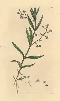Scutellata: Marsh speedwell, Veronica scutellata