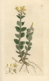 Wort: Marsh St. John's wort, Hypericum elodes