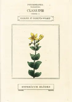 Hypericum: Marsh St. John's-wort, Hypericum elodes