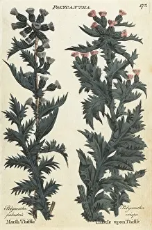 Hamiltons: Marsh thistle and thistle upon thistle