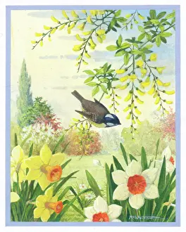 Laburnum: Marsh Tit on Laburnum