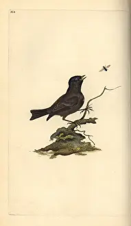 Poecile: Marsh tit, Poecile palustris