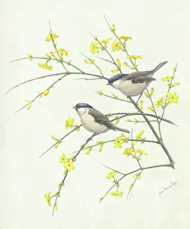 Armitage: Two marsh tits on winter jasmine