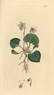 Palustris: Marsh violet, Viola palustris