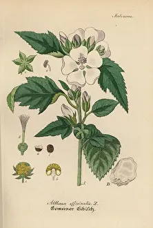 Marshmallow: Marshmallow, Althaea officinalis