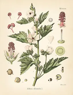 Marshmallow: Marshmallow, Althaea officinalis