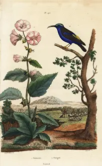 Dhistoire: Marshmallow and purple honeycreeper