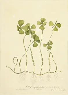 Endeavour: Marsilea polycarpa, waterclover