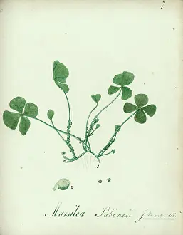 Terrarium: Marsilea sabinii