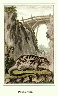Squat: Marsupial - Phalanger - Australasia