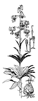 Midgley: Martagon Lily