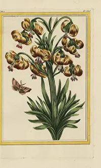 Martagon: Martagon lily, Lilium martagon