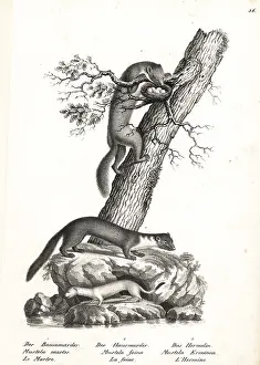 Stoat: Marten, beech marten and stoat