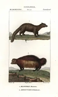 Marten, Martes martes, and wolverine, Gulo gulo