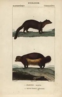 Gulo: Marten, Martes martes, and wolverine, Gulo gulo
