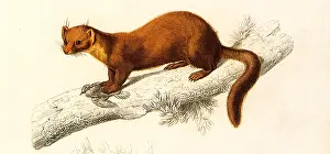 Weasel: Marten (Mustela martes)